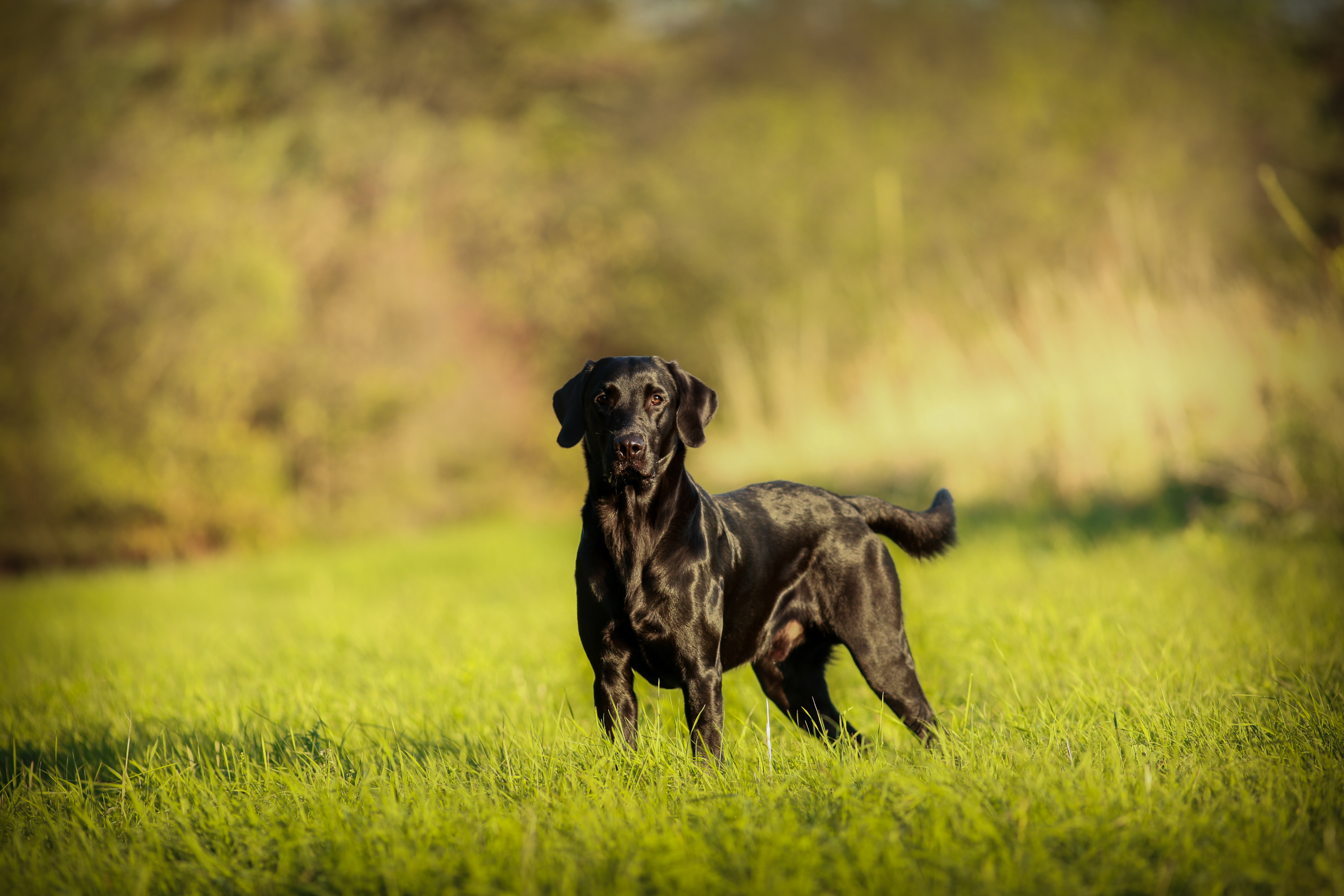 Schwarzer Labrador auf Wiese