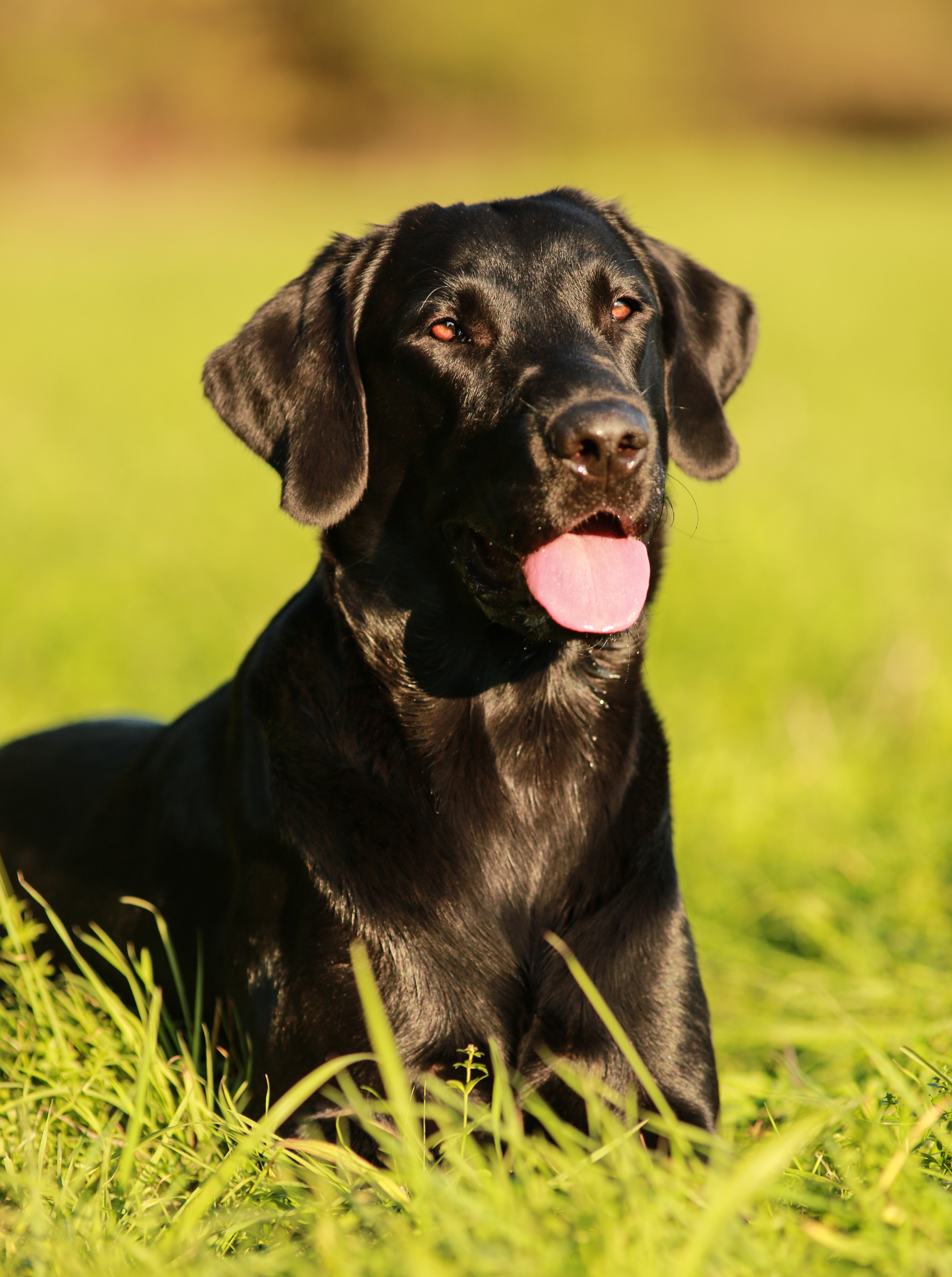 Portraitfoto schwarzer Labrador